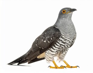 Photo of a cuckoo bird isolated on a white background. Forest-dwelling songbird, ideal for wildlife, nature, and bird photography projects