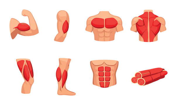 Human muscle anatomy diagram highlighting different muscle groups