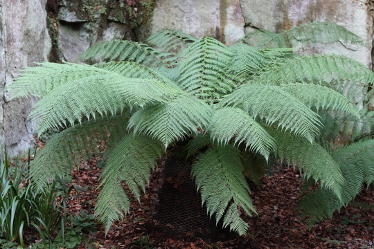Large tree fern in a woodland garden