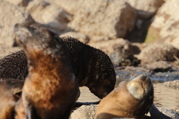 fur seal