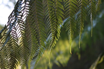 Fern frond in a woodland