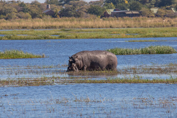 A wild hippopotamus in the Okavango Delta, Botswana, Africa