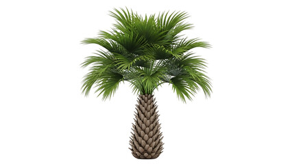A palm tree isolated on transparent background