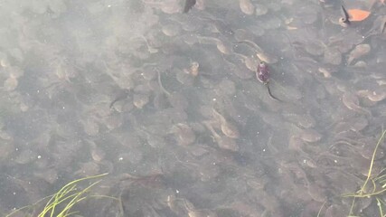 A large swarm of toad tadpoles swimming in shallow pond water