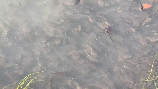 A large swarm of toad tadpoles swimming in shallow pond water