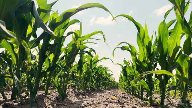 Corn field under blue sky, Green maize plants thriving, Rows of young corn plants, Agricultural landscape in summer, Vibrant green foliage, Close-up view of crops, Healthy corn leaves swaying, Farming
