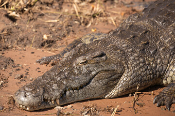 Fototapeta premium Close up of a wild crocodile in Botswana, Africa