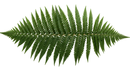Green fern leaf isolated on transparent background