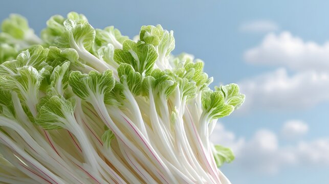 A detailed bright close up view of fresh bok choy s crisp white stalks and delicate green leaves set against a serene blue sky filled with soft white clouds