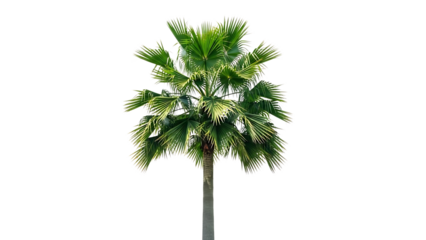 Palm tree isolated on transparent background