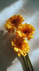 Vibrant yellow gerbera daisies on white background with sunlight