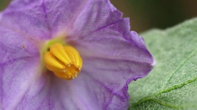 Eggplant flower macro closeup purple petal yellow stamen detail green leaf garden nature blossom fresh eggplant flower purple petal macro closeup