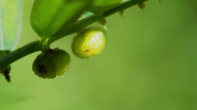 Emblica plant gooseberry fruit green berry macro fresh nature summer garden herbal medicine tropical tree green leaf stem with tiny branch closeup