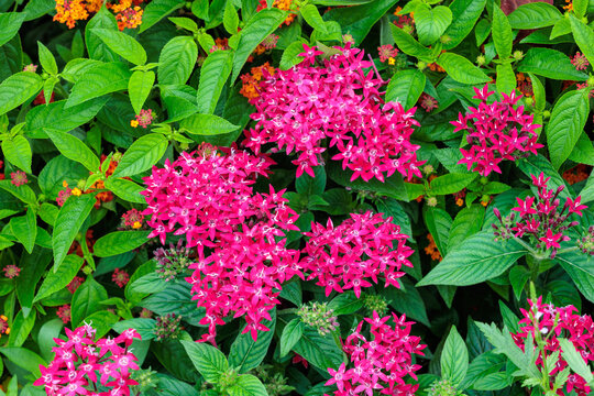 Beautiful blooming red pentas flowers in the summer garden.