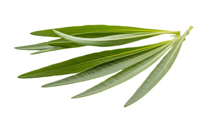 Obraz premium Rosemary sprig isolated on transparent background
