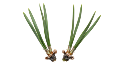Two grass like plant stems isolated on transparent background