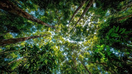 Fototapeta premium Canopy of Green: An expansive canopy of vibrant green leaves and branches stretches towards the sky. The image captures the dense beauty of a thriving forest ecosystem.
