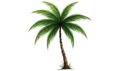 Obraz premium A tall palm tree isolated on transparent background