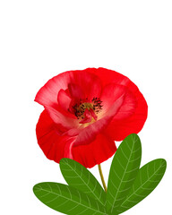 Vibrant red rose with green leaves