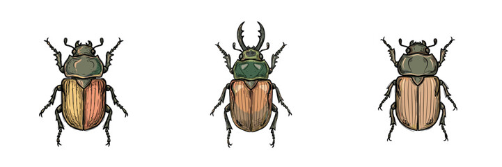 Illustration of three different beetles on a white background for entomology and nature concept