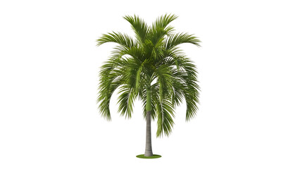 Palm tree isolated on transparent background