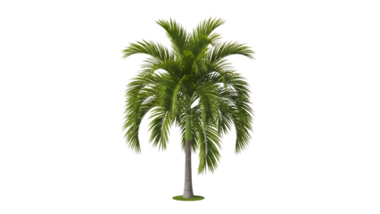 Palm tree isolated on transparent background