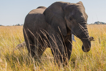 Wild elephants in Botswana, Africa