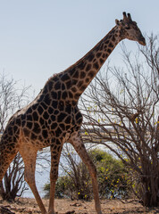 A wild Giraffe in Zimbabwe, Africa
