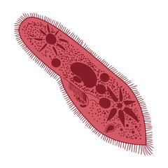 Single Cell Organism