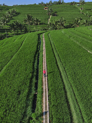Aerial View Woman Walking Path Through Emerald Rice Paddies, Solo Traveler In Red Jacket