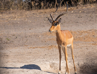 A wild male impala in Zimbabwe, Africa
