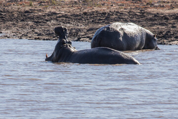 A wild hippopotamus in the Okavango Delta, Botswana, Africa
