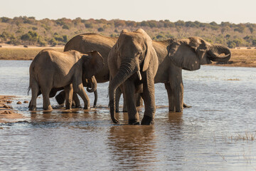 Wild elephants in Botswana, Africa