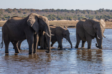 Wild elephants in Botswana, Africa