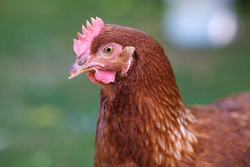 Profile portrait of a brown hen with a red comb in a green garden. Evokes the peaceful simplicity of rural life and sustainable free-range farming.