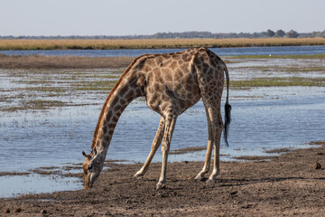 A wild Giraffe in Zimbabwe, Africa