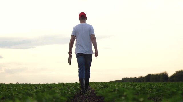 Agriculture, Agricultural worker in cap strolling through verdant green soybean fields, Hardworking man enjoying nature and inspecting plants on farmland, Farmer in sunset light admiring crops and