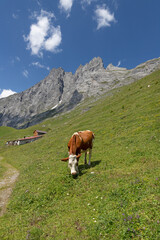 The Hineres Lauterbrunnental valley in Bernese alps and cow
