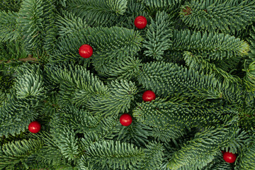 Evergreen Fir Branches with Red Berries Christmas and New Year Flat Lay Background