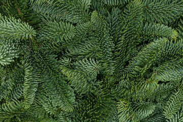 Evergreen Fir Branches Flat Lay Background for Christmas and New Year