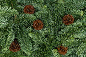 Evergreen Fir Branches with Cones Christmas and New Year Flat Lay Background
