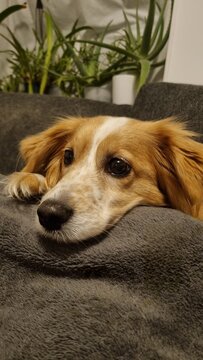 Golden dog looking and lying on a gray blanker. A dog with golden-brown fur and white markings rests its head on a dark gray, soft-textured surface. Its large, expressive eyes gaze intently. 