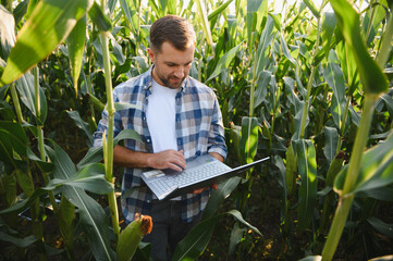 Farmer working with laptop in corn field analyzing growth and harvest