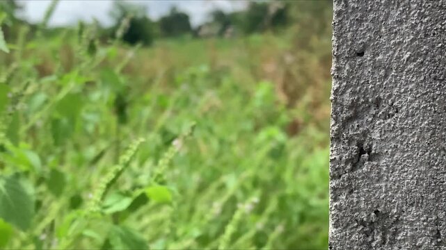 Nature's texture: a captivating composition highlighting a close up of a rough wall beside a verdant field. The rough texture wall stands in striking contrast to a thriving field.