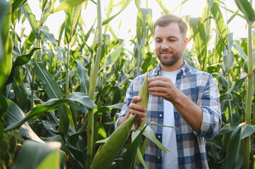 Farmer examining corn cob in cultivated field at sunset