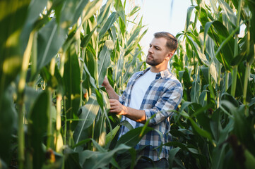 Obraz premium Farmer examining corn crop in cultivated field at sunset