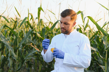 Agronomist analyzing corn cob in cultivated field