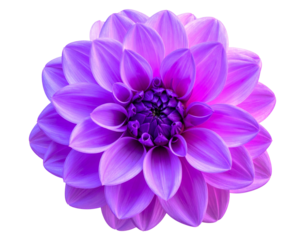 Angled Perspective of Purple Trippy Flower with Electric Neon Highlights, Isolated