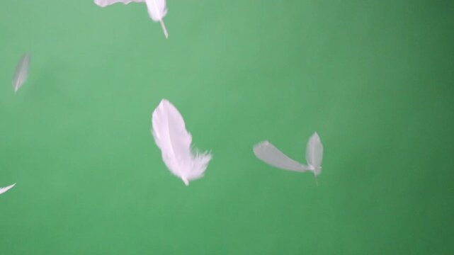 Feathers. Slow Motion of white feathers or bird wings falling against green screen background studio. Slowmotion soft feather falling down on air slowly to ground on greenscreen backdrop chroma key.