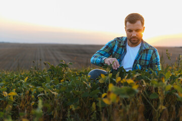 Farmer examining soybean plants at sunset in cultivated field
